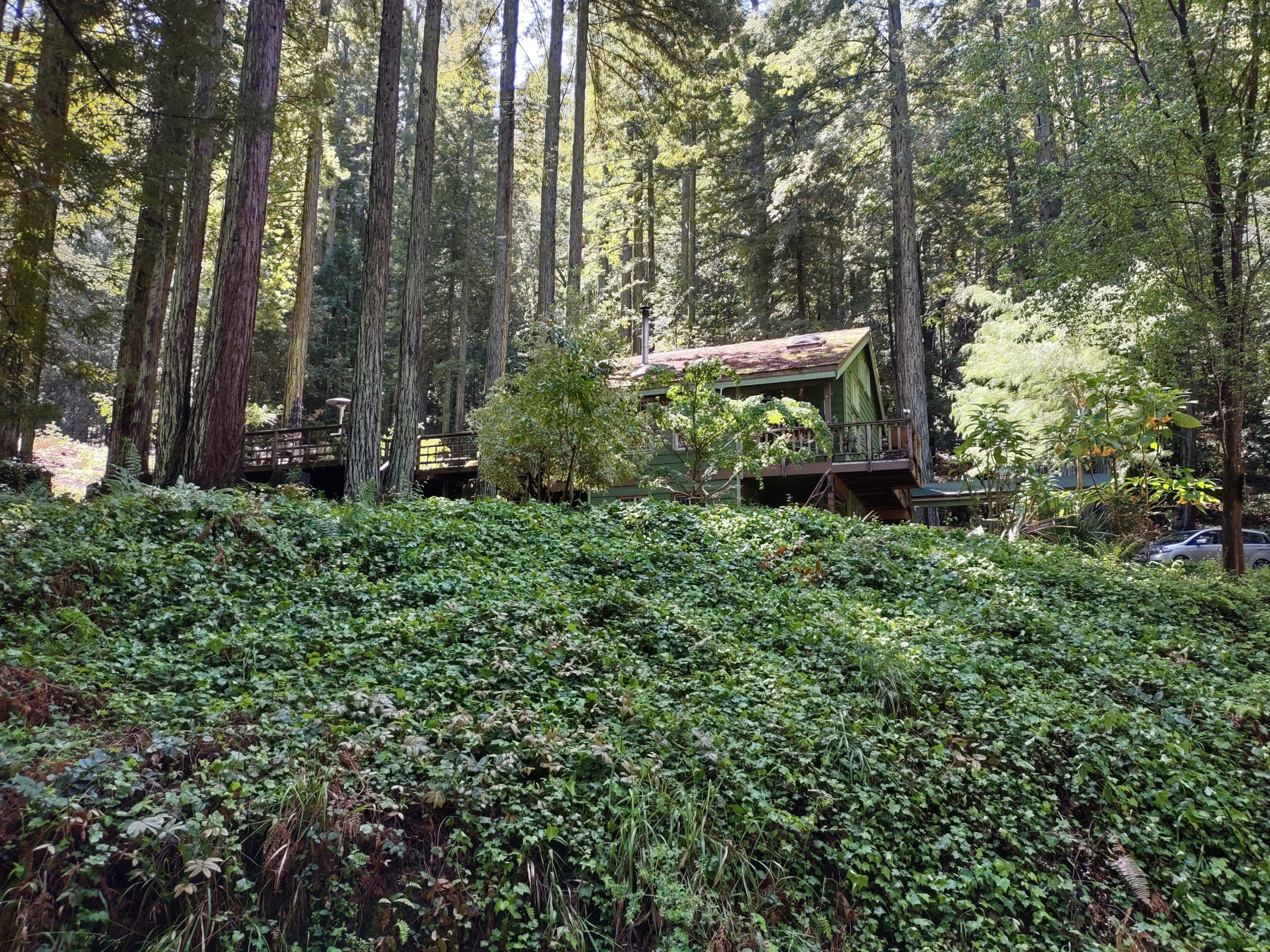 a photo of the main location for Chez Mima, a house surrounded by redwoods in dappled light, pictured uphill on a slope covered in natural greenery.